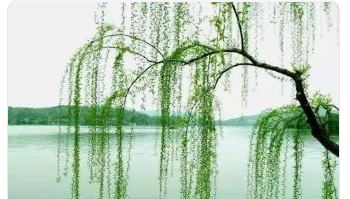 NֲՓ